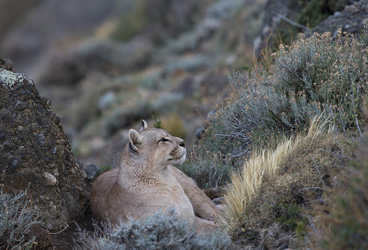 Puma photography tours Torres del Paine Chile